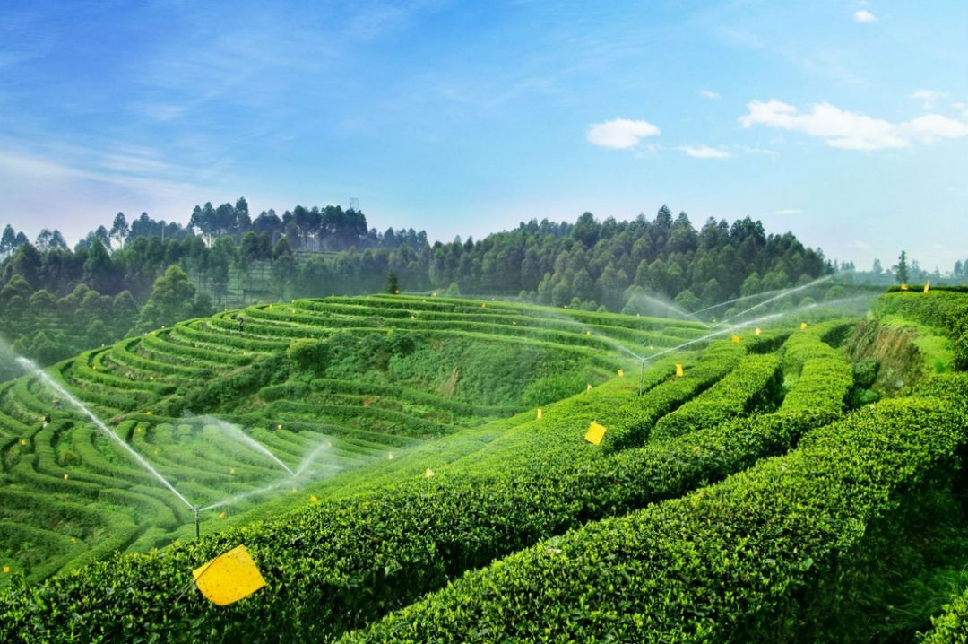 一杯热茶，温暖成都人｜竹叶青以国礼之姿，邀全城共品十年领先的鲜醇