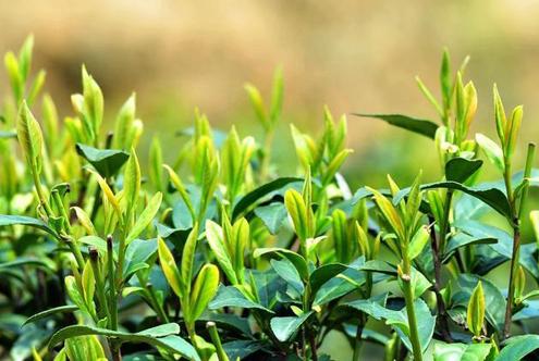 品茗千年，一叶知心——探寻茶叶产品的非凡魅力