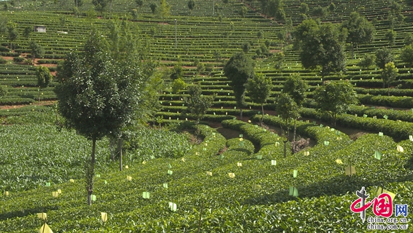 普洱思茅: 有机茶产业链发展迈向&ldquo;快车道&rdquo; 茶叶变&ldquo;金叶&rdquo;